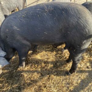 Whole Pig Pasture Raised