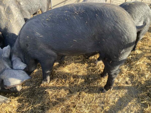 Whole Pig Pasture Raised